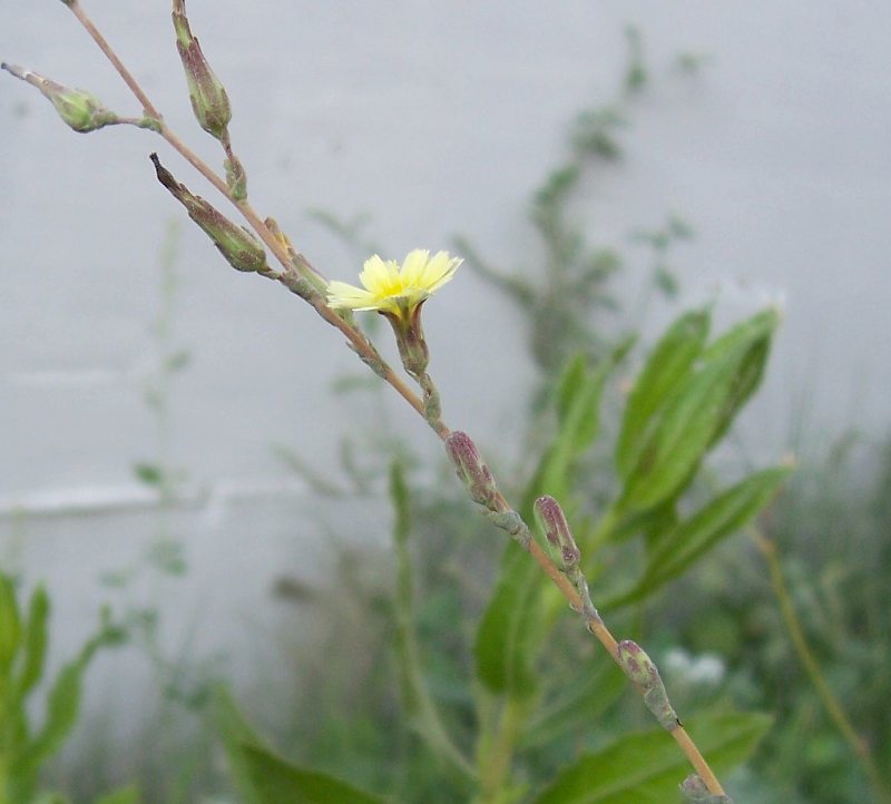 Image of prickly lettuce