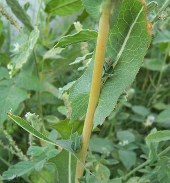 Image of prickly lettuce