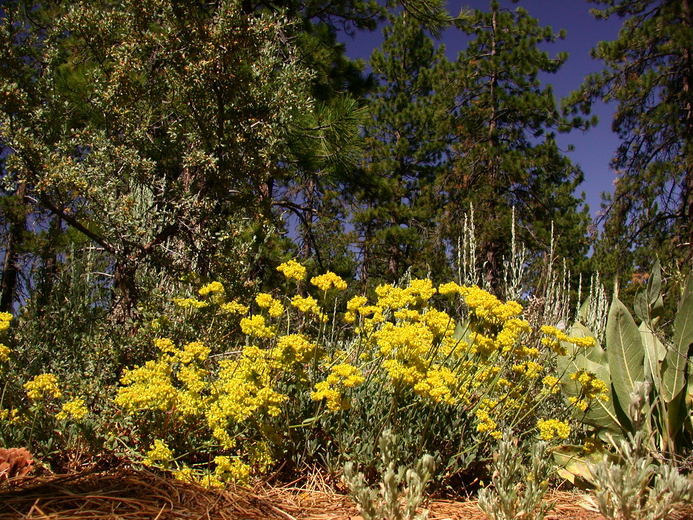 Image of sulphur-flower buckwheat