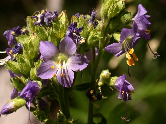 Слика од Polemonium occidentale Greene