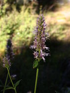 Image of nettleleaf giant hyssop