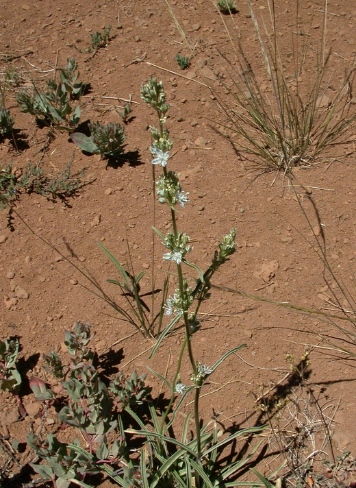 Image of whitestem frasera