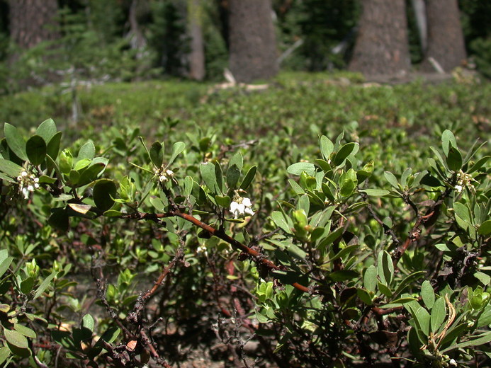 Слика од Arctostaphylos nevadensis A. Gray