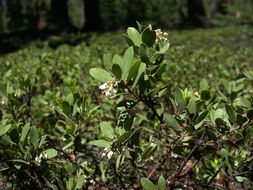 Слика од Arctostaphylos nevadensis A. Gray