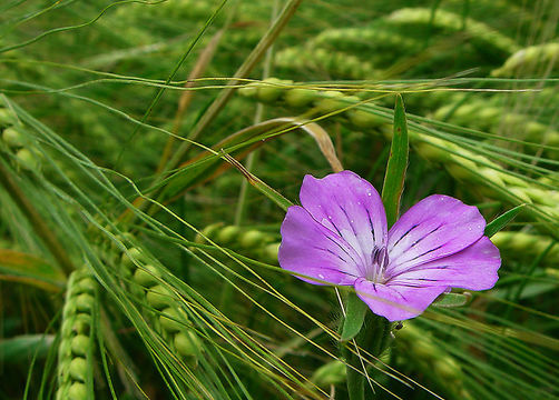 Image of Corncockle