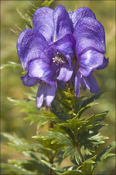 Image of Manchurian monkshood