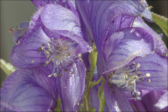 Image of Manchurian monkshood