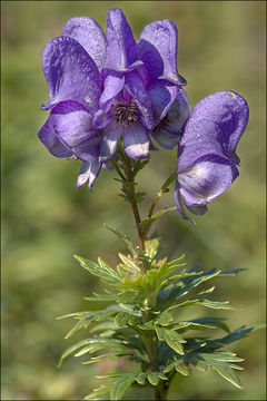 Imagem de Aconitum variegatum L.