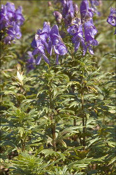 Image of Manchurian monkshood