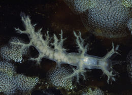 Image of bushy-backed nudibranch