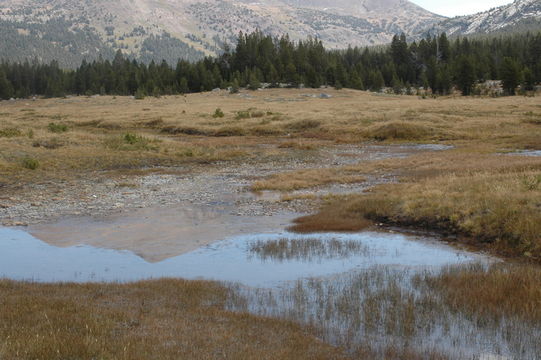 Image de Troscart des Marais