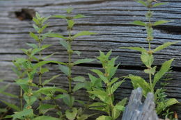 Image of northern bugleweed