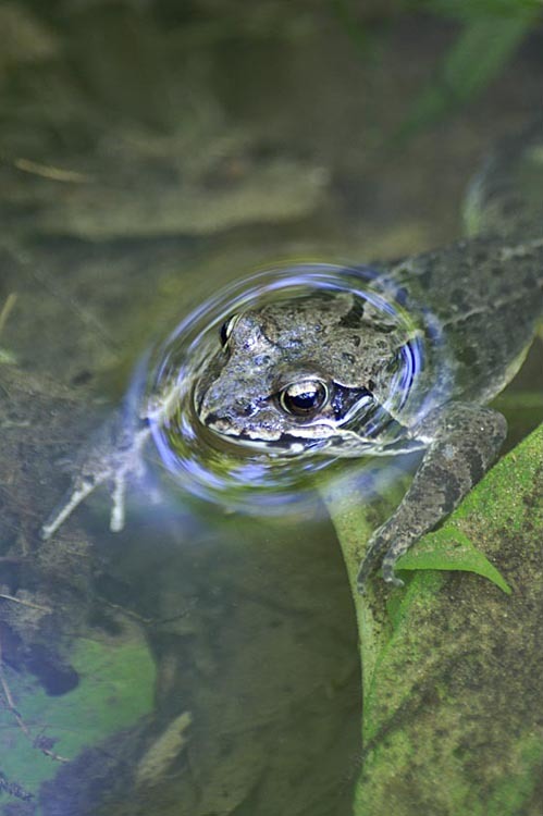 Image of Dybowski's frog