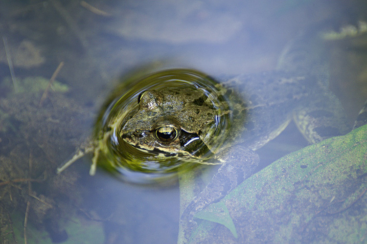 Image of Dybowski's frog