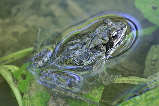 Image of Dybowski's frog