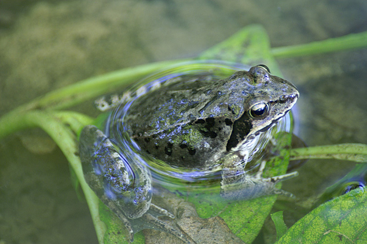 Image of Dybowski's frog