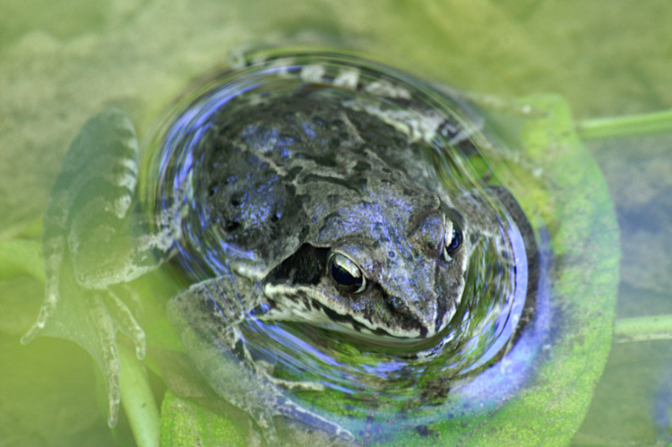 Image of Dybowski's frog