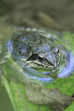 Image of Dybowski's frog