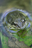 Image of Dybowski's frog