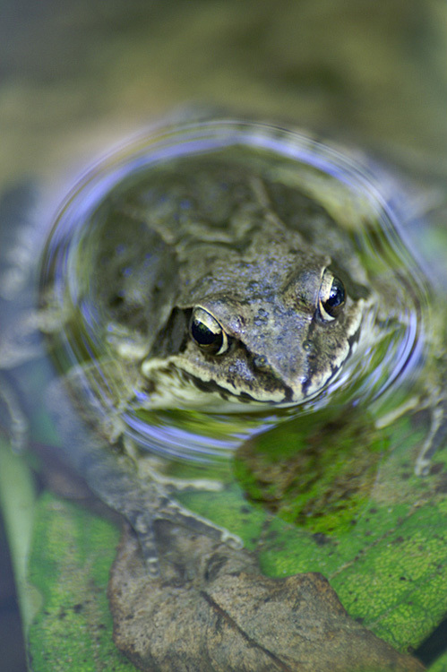 Image of Dybowski's frog