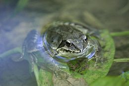 Image of Dybowski's frog