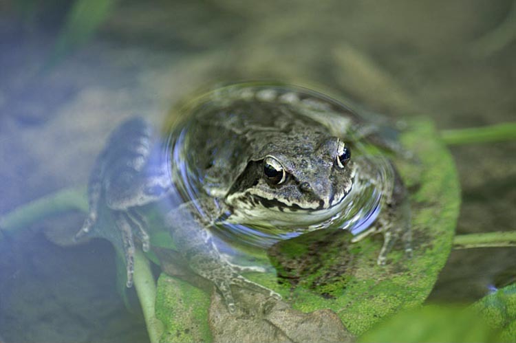 Image of Dybowski's frog