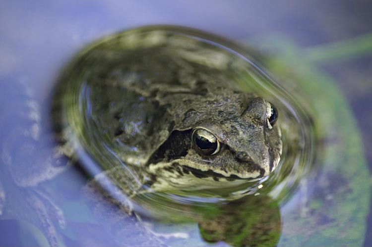 Image of Dybowski's frog