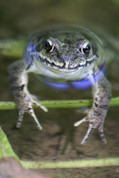 Image of Dybowski's frog