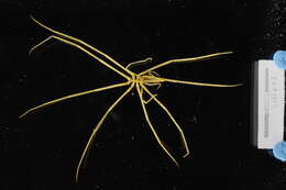 Image of Colossendeidoidea