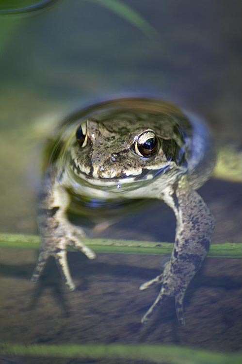 Image of Dybowski's frog