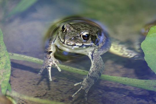 Image of Dybowski's frog