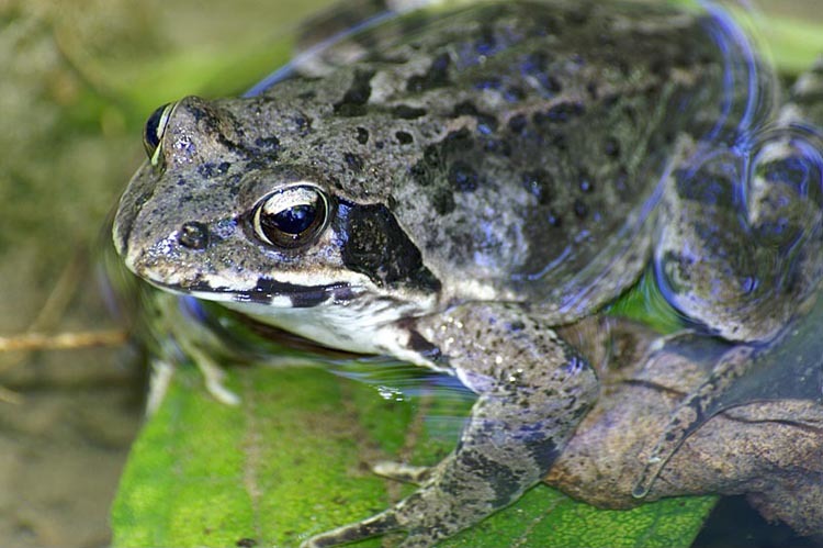 Image of Dybowski's frog