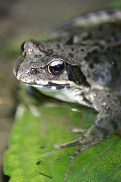 Image of Dybowski's frog