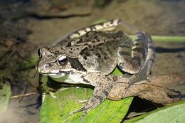 Image of Dybowski's frog