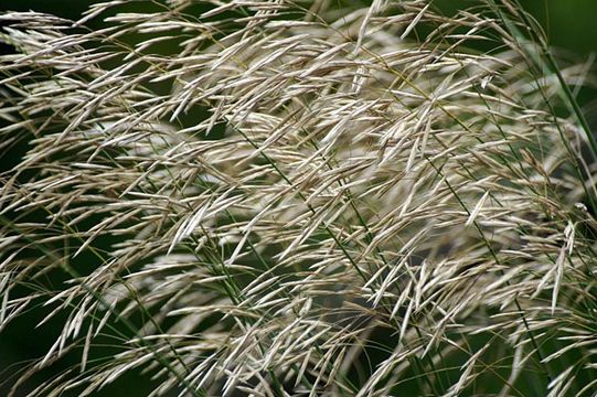 Image of smooth brome