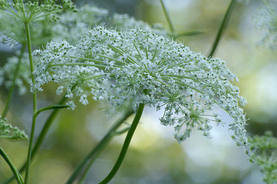 Image of Angelica cincta H. Boiss.