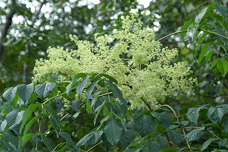 Image of Japanese angelica tree