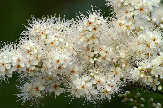 Image of false spiraea