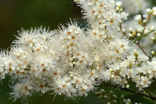 Image of false spiraea