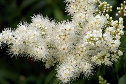 Image of false spiraea