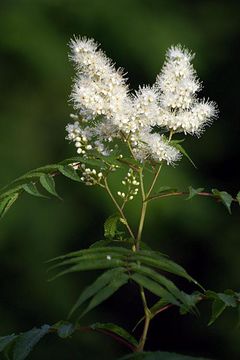 Image of false spiraea