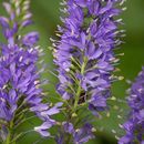 Image of Garden speedwell