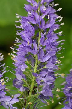 Image of Garden speedwell