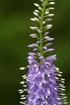 Image of Garden speedwell