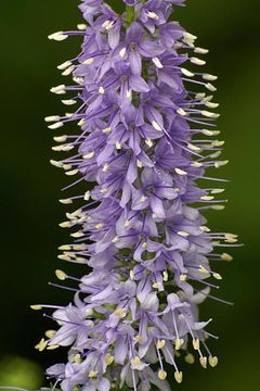 Image of Garden speedwell