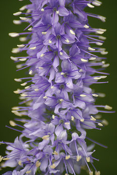 Image of Garden speedwell