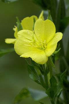 Imagem de Oenothera pycnocarpa Atkinson & Bartlett