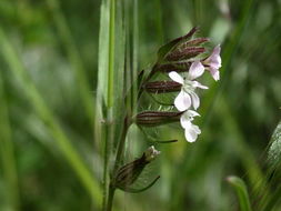 Image of common catchfly