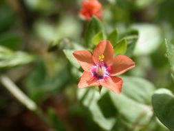 Lysimachia arvensis (L.) U. Manns & Anderb. resmi