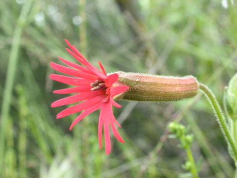 Image of cardinal catchfly